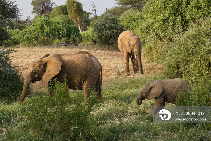 Elephants feeding in glade, Samburu Game Reserve, Kenya