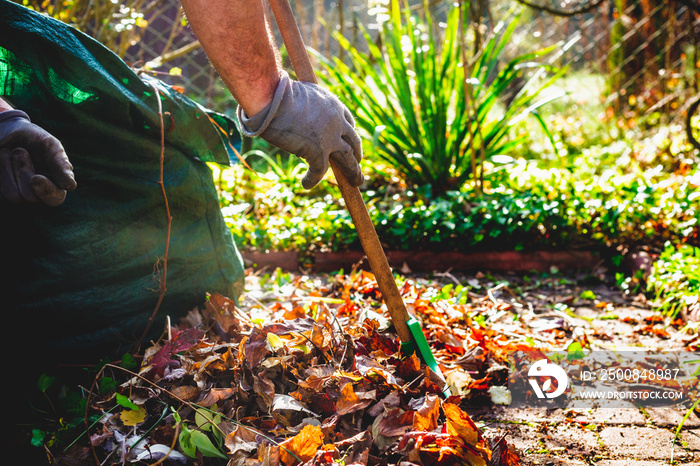 Seasonal raking of leaves in the garden. Concept of cleaning and caring for the garden. Man rakes withered and colorful leaves in the garden. Autumn cleaning before winter, spring cleaning garden.