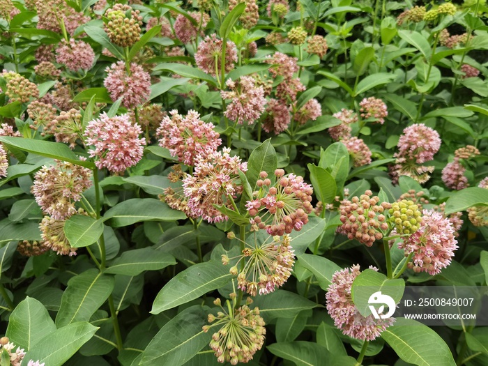 Asclepias syriaca. Green flower buds of a common milkweed.