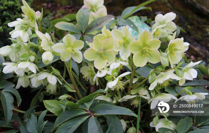 Helleborus orientalis. Blooming flowers of Christmas Rose. Bush of evergreen perennial flowering plant.