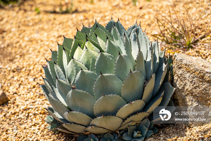 Bush of Agave Macroacantha (Black-spined Agave)