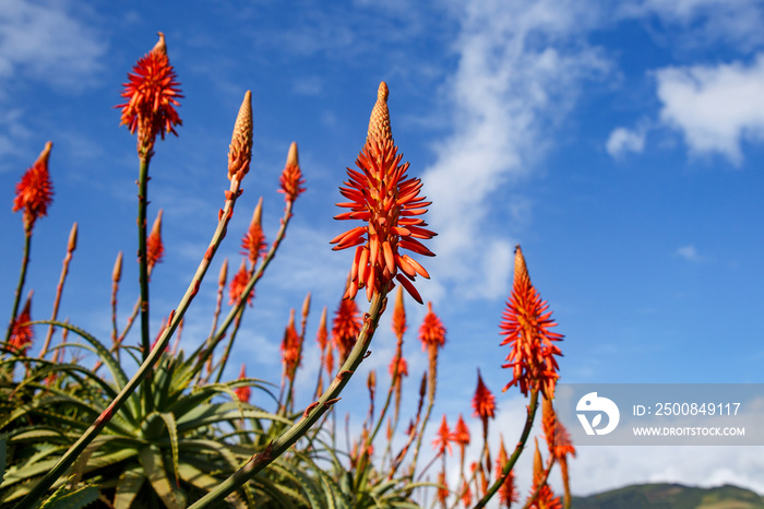 Blooming aloe flowers with blue sky background.