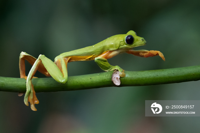 Gliding tree frog (Agalychnis spurrelli) is a species of frog in family Hylidae. It is found in Colombia, Costa Rica, Ecuador, and Panama.