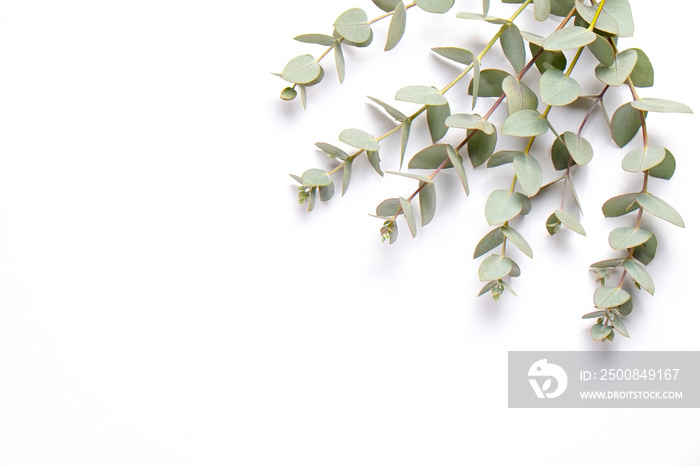 Minimalistic composition with eucalyptus tree branch laid out on isolated white background with a lot of copy space for text. Top view shot of small green leaves of tropical plant. Flat lay.