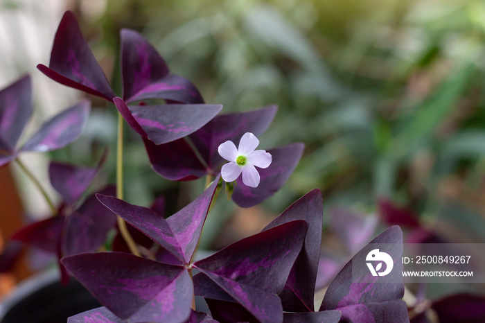 Purple shamrock, Love plant or Oxalis triangularis bloom in pot with sunlight in the garden.