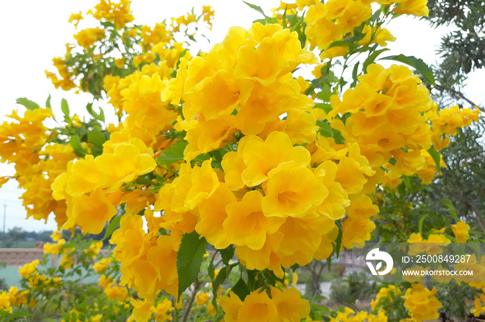 tecoma stans floewr (yellow bell, yellow elder, trumpetbush, trumpetflower)