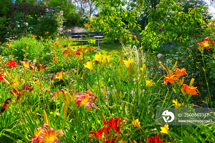 ein blühender Tagliliengarten im Sommer - a garden with many daylily flowers