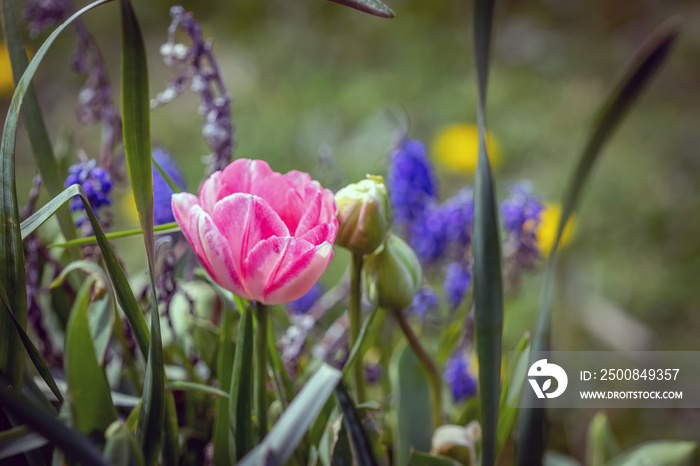 flowers in the garden