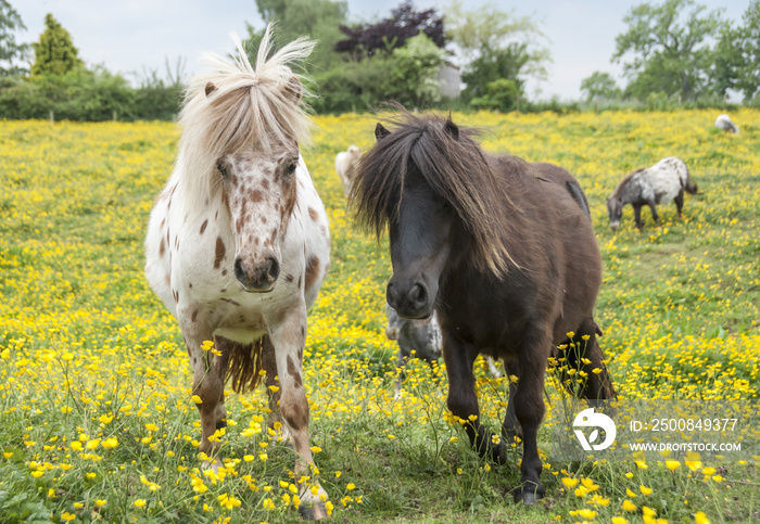 Pair of Falabella Miniature horse mares in field of yellow flowers