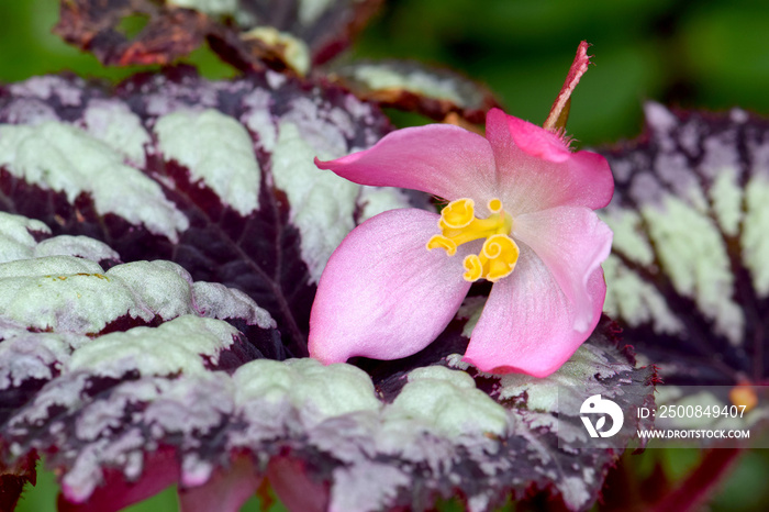 Pink Begonia Rex