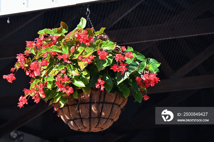 Hanging Basket of Flowers