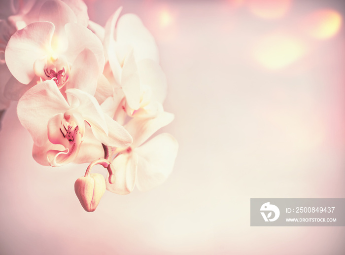 Beauty orchids flowers at pink pale background with bokeh