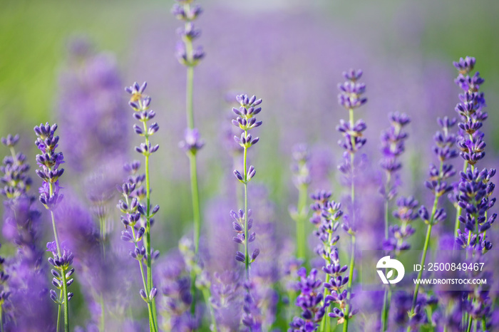 Provence - lavender field