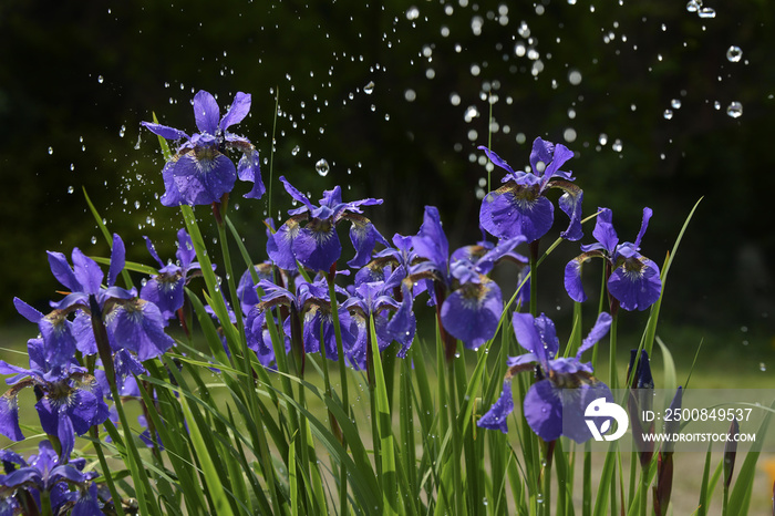 iris flowers in rain