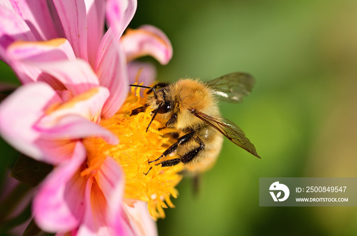 Abeille butinant