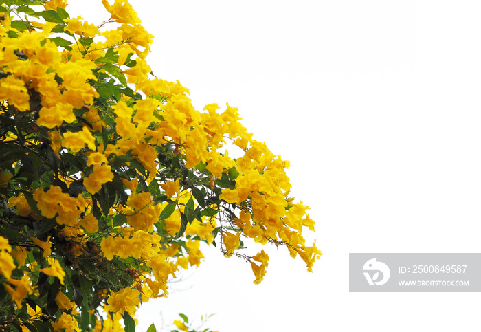 Yellow elder or Trumpetbush flowers