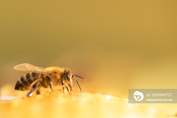 Honey bee on honeycomb close-up selective focus.