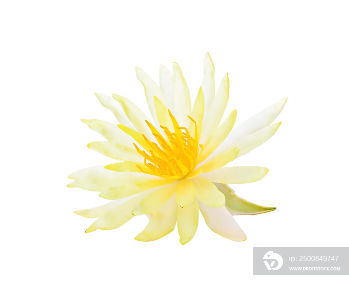 Yellow Lotus flower plants isolated on white background