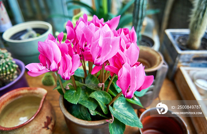 Pink cyclamen flowers in a flowerpot.