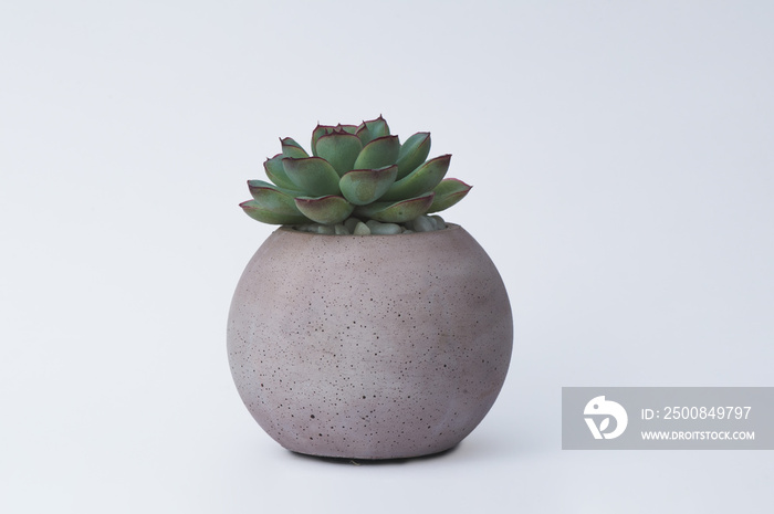 Succulent in a concrete pot on a white background for designers