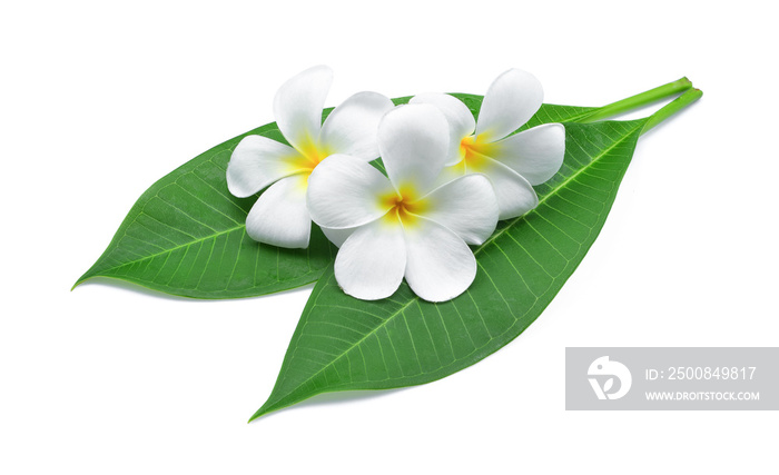 frangipani or plumeria , tropical flowers with green leaves isolated on white background