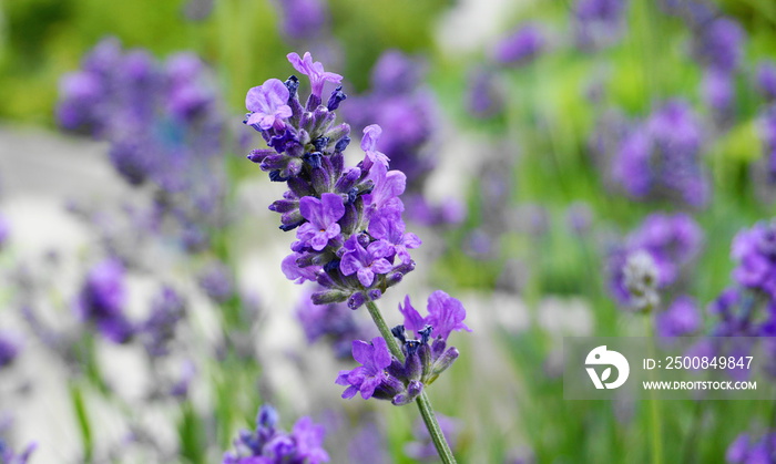 Beautiful and delicate lavandula flowers close up on blue sky background. Lavandula angustifolia (lavender most commonly true lavender or English lavender.