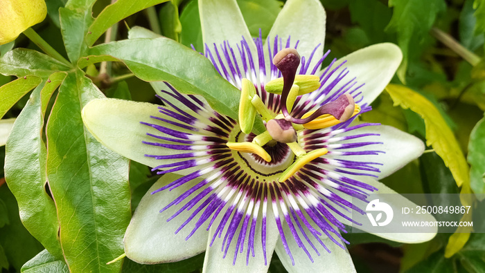 Detailed image of Passiflora incarnata or purple passionflower