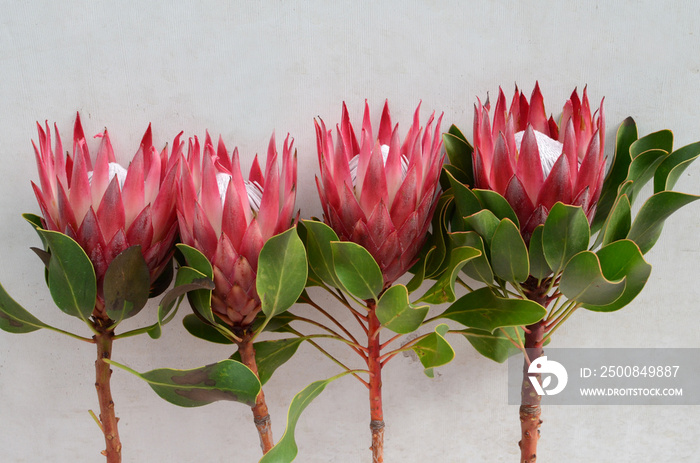 Red protea plant on white background