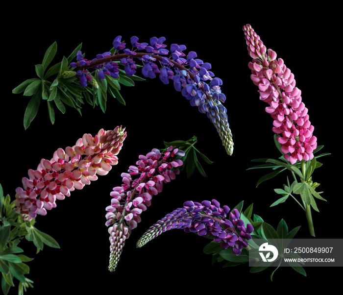 Various lupine flowers on black background