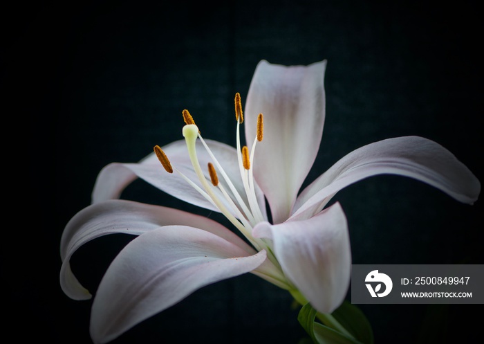 Pale Pink Lily on Black