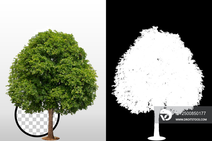 Trees on transparent background with clipping path and alpha channel on black background. Can use in architectural design, Decoration work, Used with natural articles both on print and website.