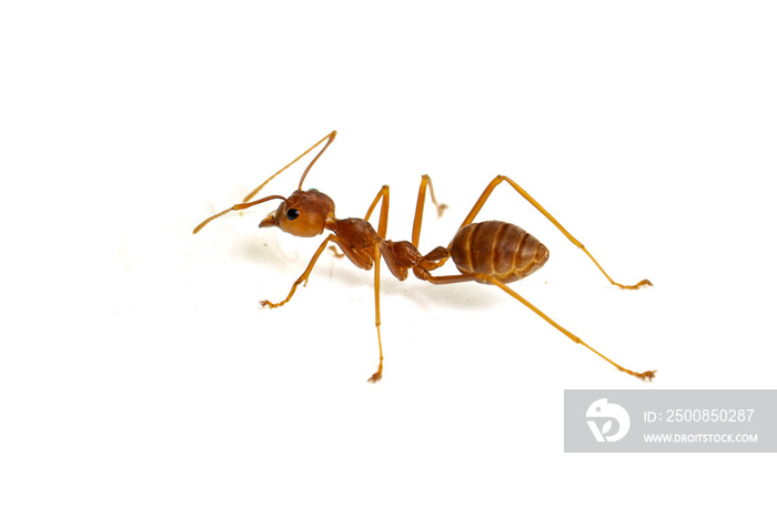 Ant isolated on white.Formica rufa