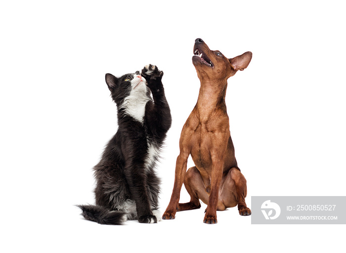 dog and cat looking up on a white background