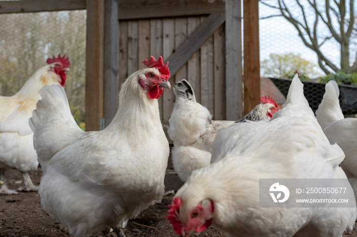 Close up of a several white Bresse chickens inside a chicken coup, with their bright red comb, cockerel in the background