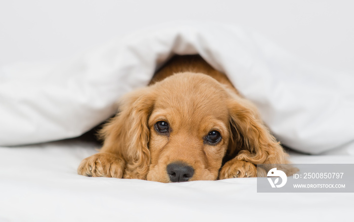 Sad English Cocker spaniel puppy lying  under white warm blanket on a bed at home