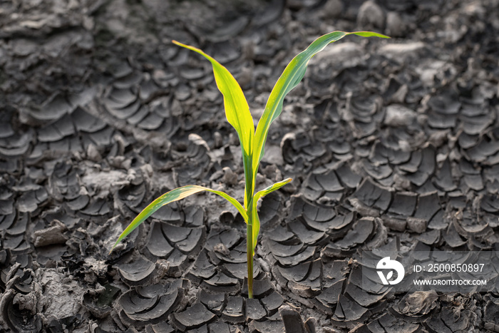 Small corn plant growing in the dry and cracked soil. Concept of desire to live, strengths, survival, power