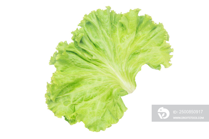 Salad leaf. Lettuce isolated on white background with clipping path.