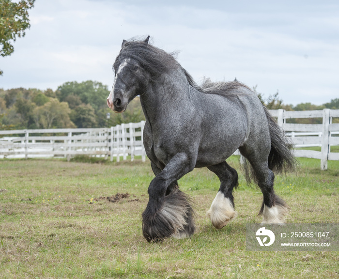 Gypsy Vanner Horse blue roan stallion