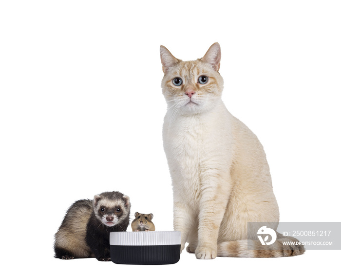 Gentle orange house cat, sitting beside food bowl wit ferret and hamster. Looking all to camera with mesmerizing blue eyes. Isolated cutout on a transparent background.