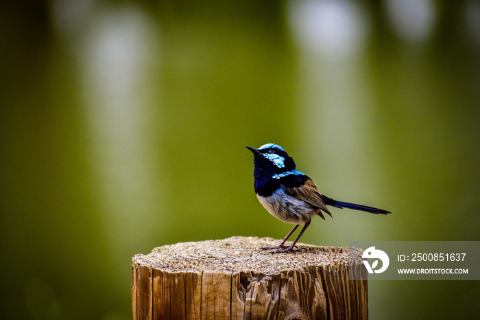 Superb Fairy Wren on Stump