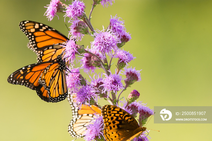 Monarch Butterflies