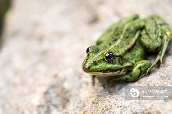 Lithobates clamitans, green frog enjoying life on a rock