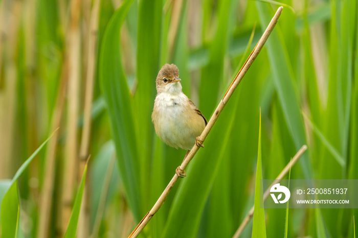 Marsh warbler