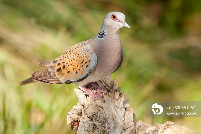 European Turtle-Dove - Streptopelia turtur, perched on a log against an unfocused green background