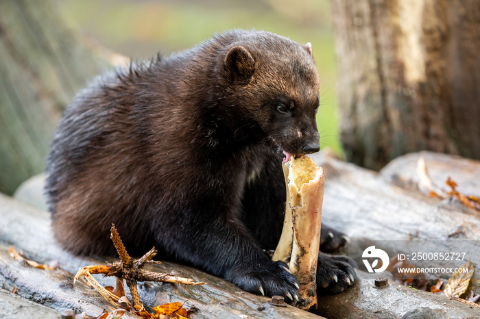 Wolverine eating in the forest during the autumn