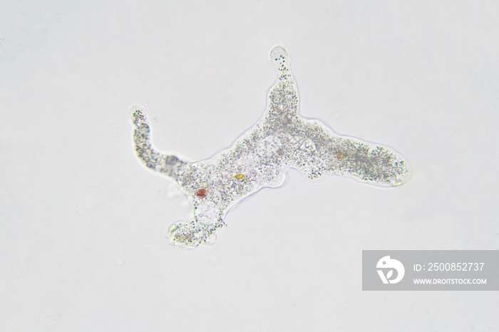 Amoeba proteus this small protozoan uses tentacular protuberances called pseudopodia to move.