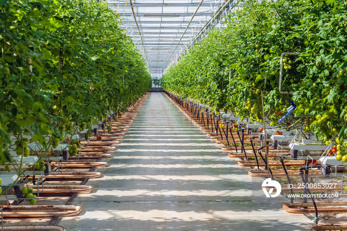 Tomato cultivation in a large Dutch greenhouse