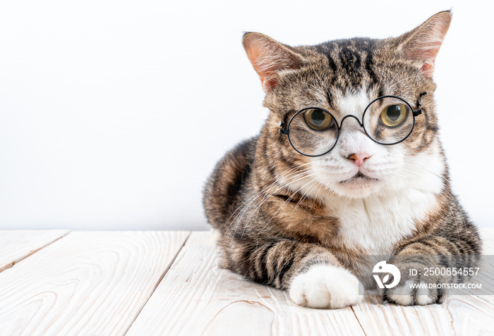 cute cat with glasses