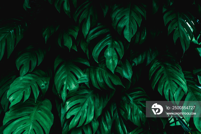 green leaf background, tropical leaf, abstract green leaf texture