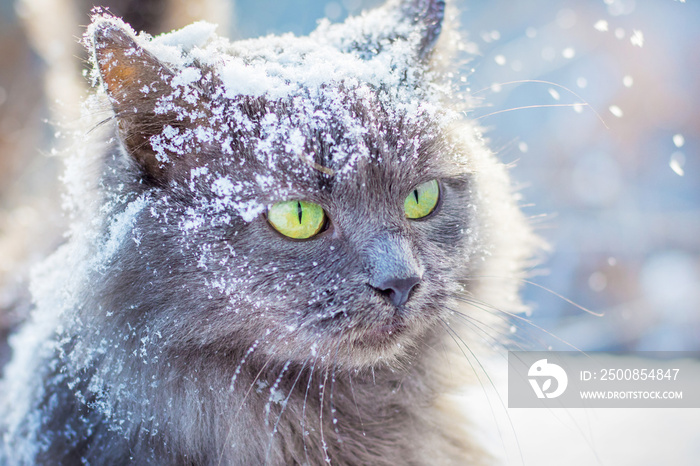 Gray snow-covered cat with green eyes in winter outdoors_